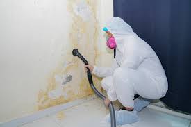 Best Mold Damage Restoration  in Willmsburg, IA